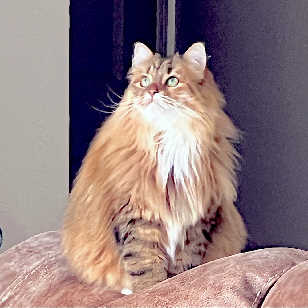 Meet your Posher, Lila